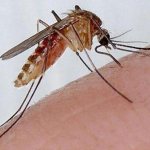 Комары кто кусает самки или самцы