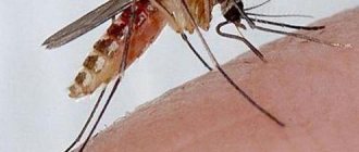 Комары кто кусает самки или самцы