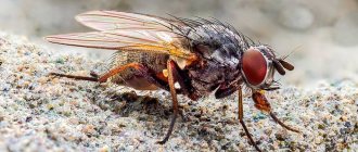 Комнатная муха (Musca domestica), фото фотография насекомые