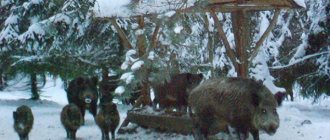 Feeders for feeding wild boars