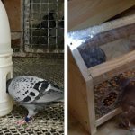 Feeders and drinkers for pigeons