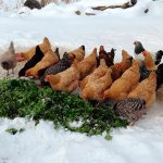 Feeding chickens nettles