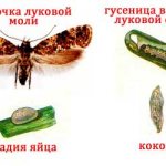 short life cycle of onion moth