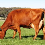 Cow &quot;Red Steppe&quot;: detailed description of the breed