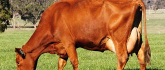 Cow &quot;Red Steppe&quot;: detailed description of the breed