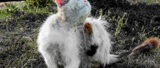 Кошка с подкожными клещами чешется фото