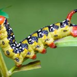 Beautiful caterpillar