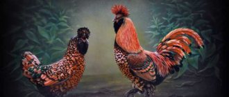 The beauty of Pavlovsk chickens inspires even artists