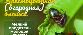 Cruciferous flea beetle