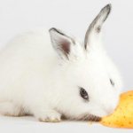 кролик ест картофель