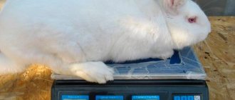 rabbit on the scales