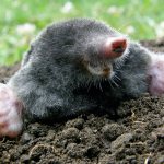 Moles (lat. Talpidae)