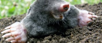 Moles (lat. Talpidae)