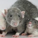 Rat mother
