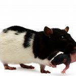 Крыса рожает крысят: что делать во время и после родов