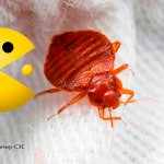 who eats bedbugs