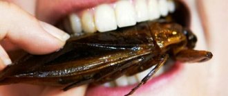 Who eats cockroaches?