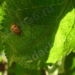 Who eats insect aphids other than ladybugs?