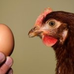 Курица и яйцо