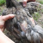 Chicken infected with feather mites