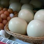 Chicken and ostrich eggs