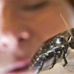 Кусаются ли домашние тараканы: фото укусов на теле человека