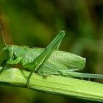 Кузнечик-насекомое-Описание-особенности-виды-и-среда-обитания-кузнечика-1