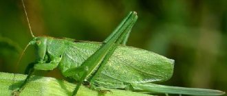 Кузнечик-насекомое-Описание-особенности-виды-и-среда-обитания-кузнечика-1