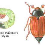 larva and adult of the cockchafer