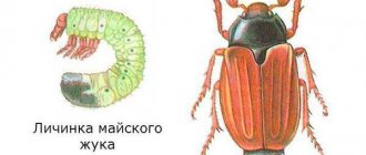 личинка и взрослая особь майского жука