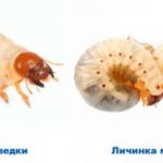 The larva of the May beetle and the mole cricket in differences. Mole cricket larvae: what are their features 