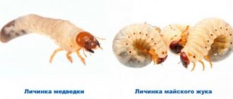 The larva of the May beetle and the mole cricket in differences. Mole cricket larvae: what are their features 