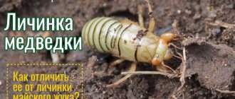 Mole cricket larva