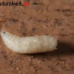 Fly larva