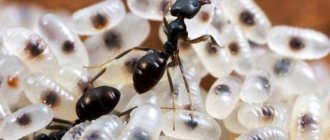 Ant larvae