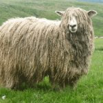 Lincoln sheep breed