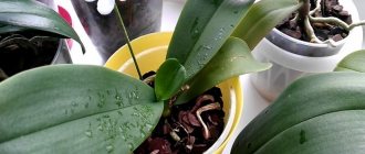 Липкие капли на листьях орхидеи