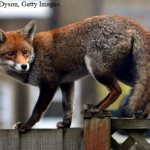 Fox on the site. How to keep a fox away from your home and garden 