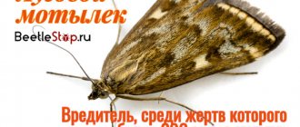 The meadow moth is popularly called motilitsa