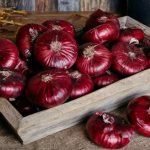 Yalta red onion. Photos, planting, growing from seeds 