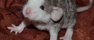 Маленькая крыса породы дамбо-рекс