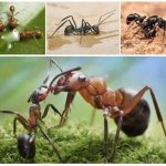 Little workers: what benefits do ants bring?