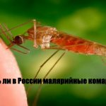 Malaria mosquito in Russia