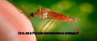 Malaria mosquito in Russia