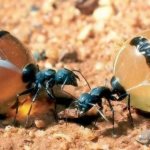 Honey ants