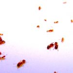мелкие муравьи в квартире