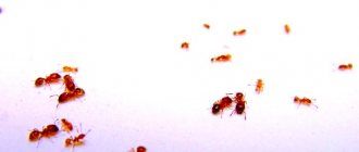 small ants in the apartment