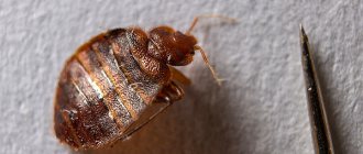 Many people do not even suspect that bedbugs in an apartment (as well as other insects) can be effectively destroyed using smoke bombs.