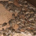 a lot of rats in the garage