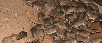 a lot of rats in the garage